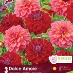 Van Noort Dahlia - Dolce Amore  3/Pkg.