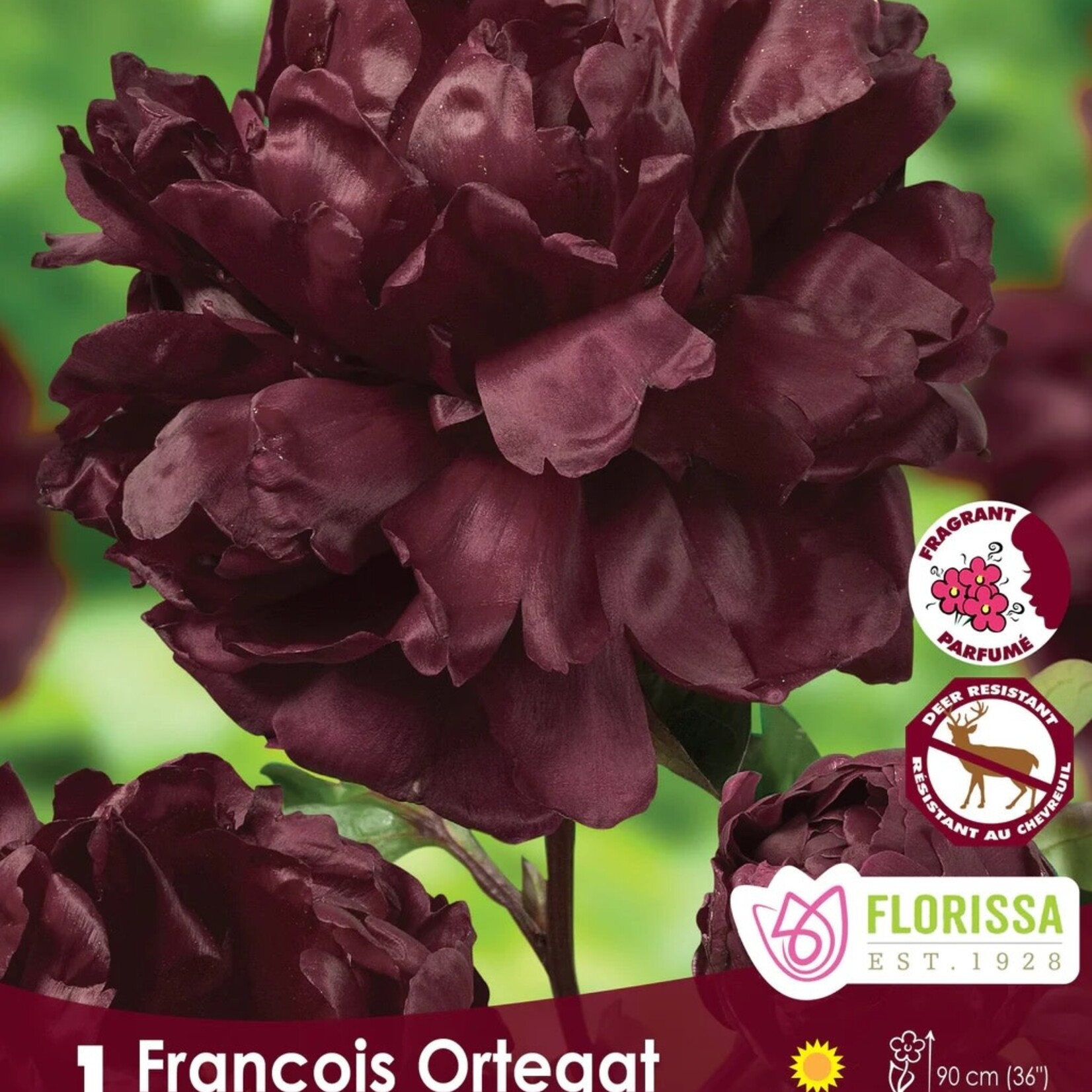 Van Noort Peony - Francois Ortegat  1/Pkg.