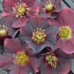 Helleborus 'Rome in Red'  1GAL