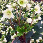 Helleborus Ice & Roses White 1G