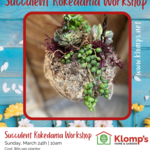 Spring Fiesta | Succulent Kokedama Workshop | Sunday, March 24th  at 10am
