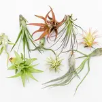 Air Plants-Small