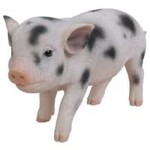 Standing Baby Pig with Black Spots