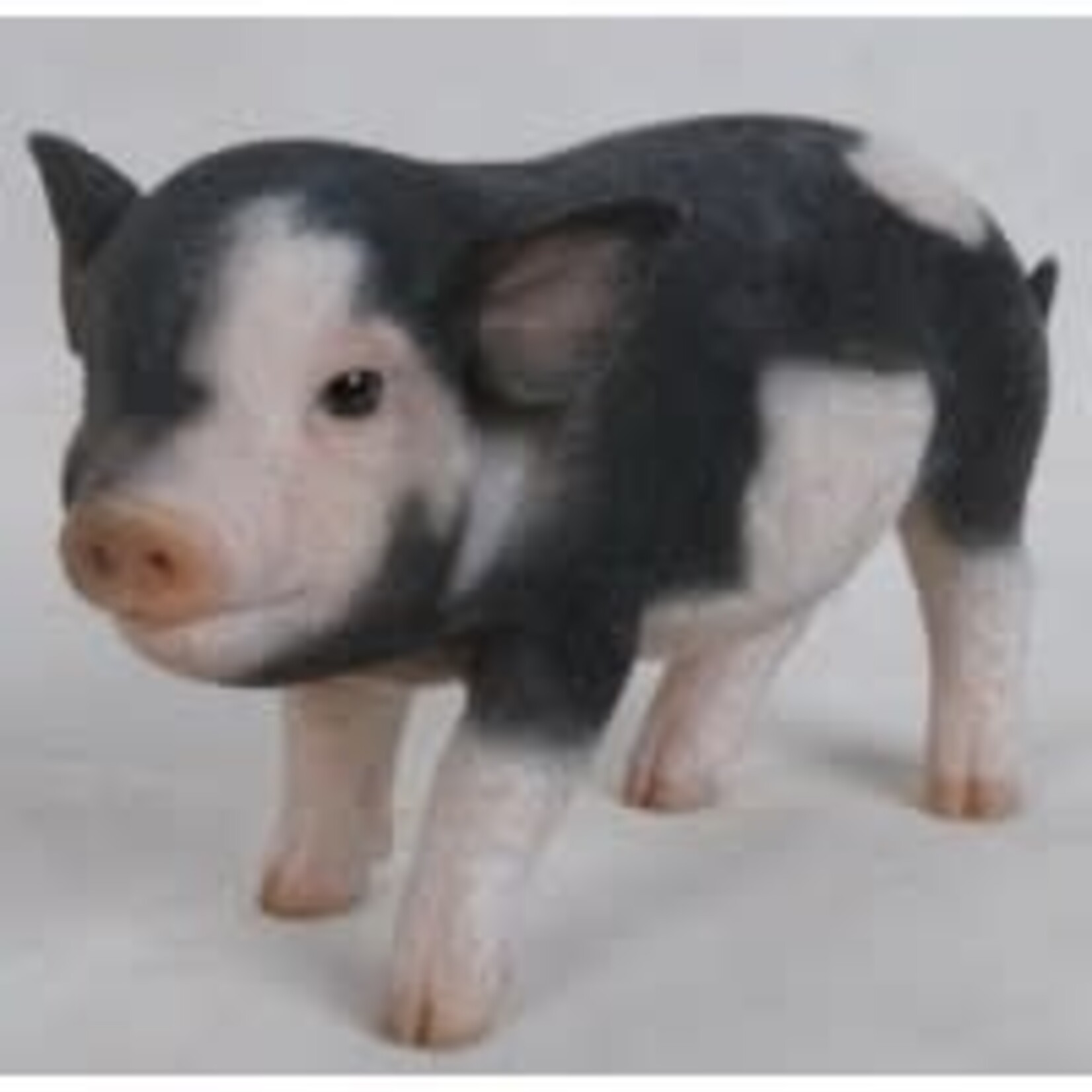 Standing Baby Pig with Black Spots