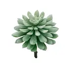 Art succulent