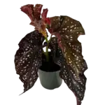 4" Begonia Crackling Rosie