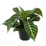 4" Zebra Plant