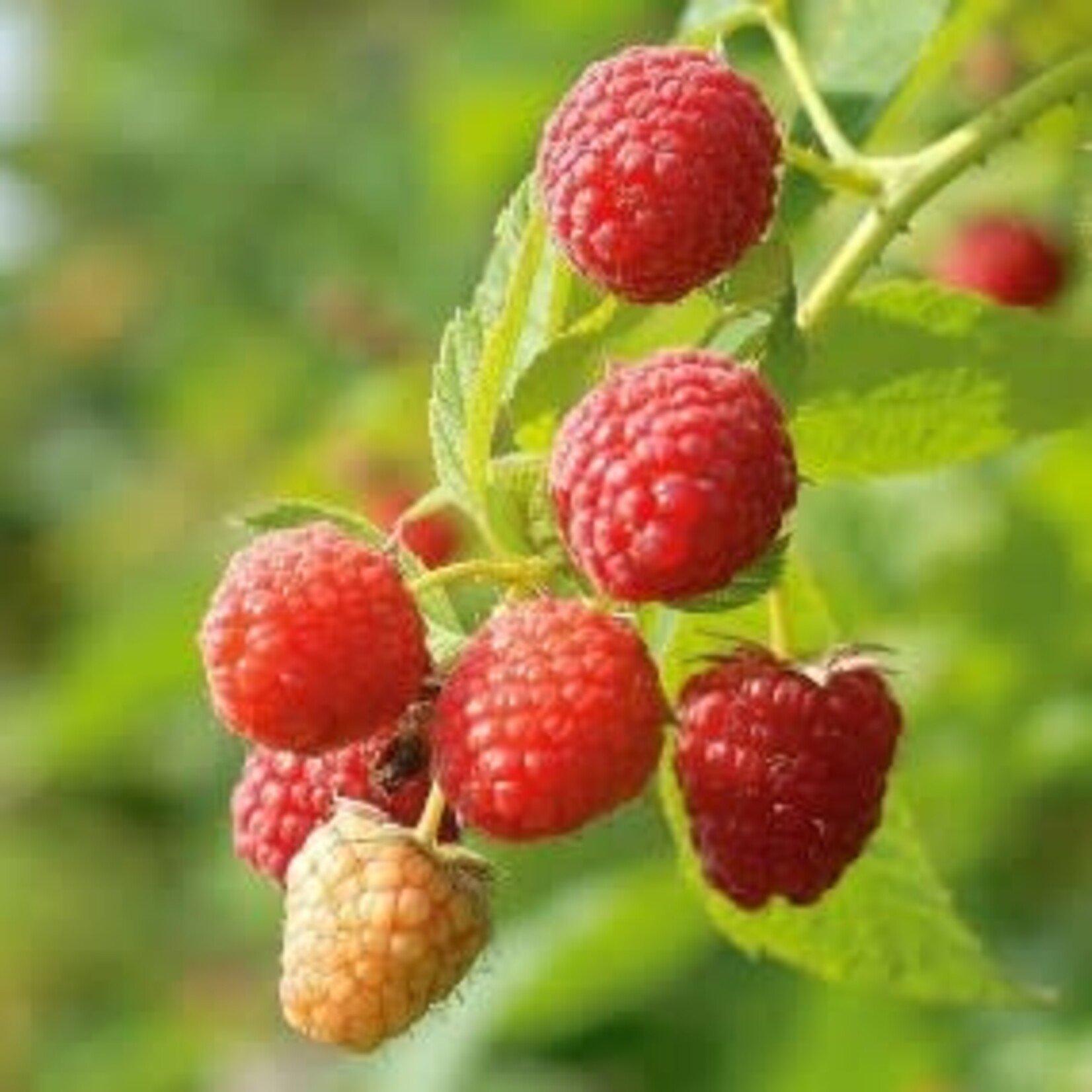 Rubus idaeus Latham  Raspberry