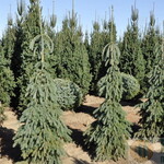 White Spruce  Weeping 6G