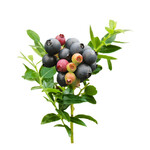 Vaccinium Bushel and Berry ' Berrybux' Blueberry bush