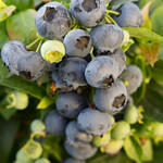 Bushel and Berry Jelly Bean Blueberry Bush 1G