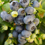 Vaccinium Bushel and Berry Jelly Bean blueberry
