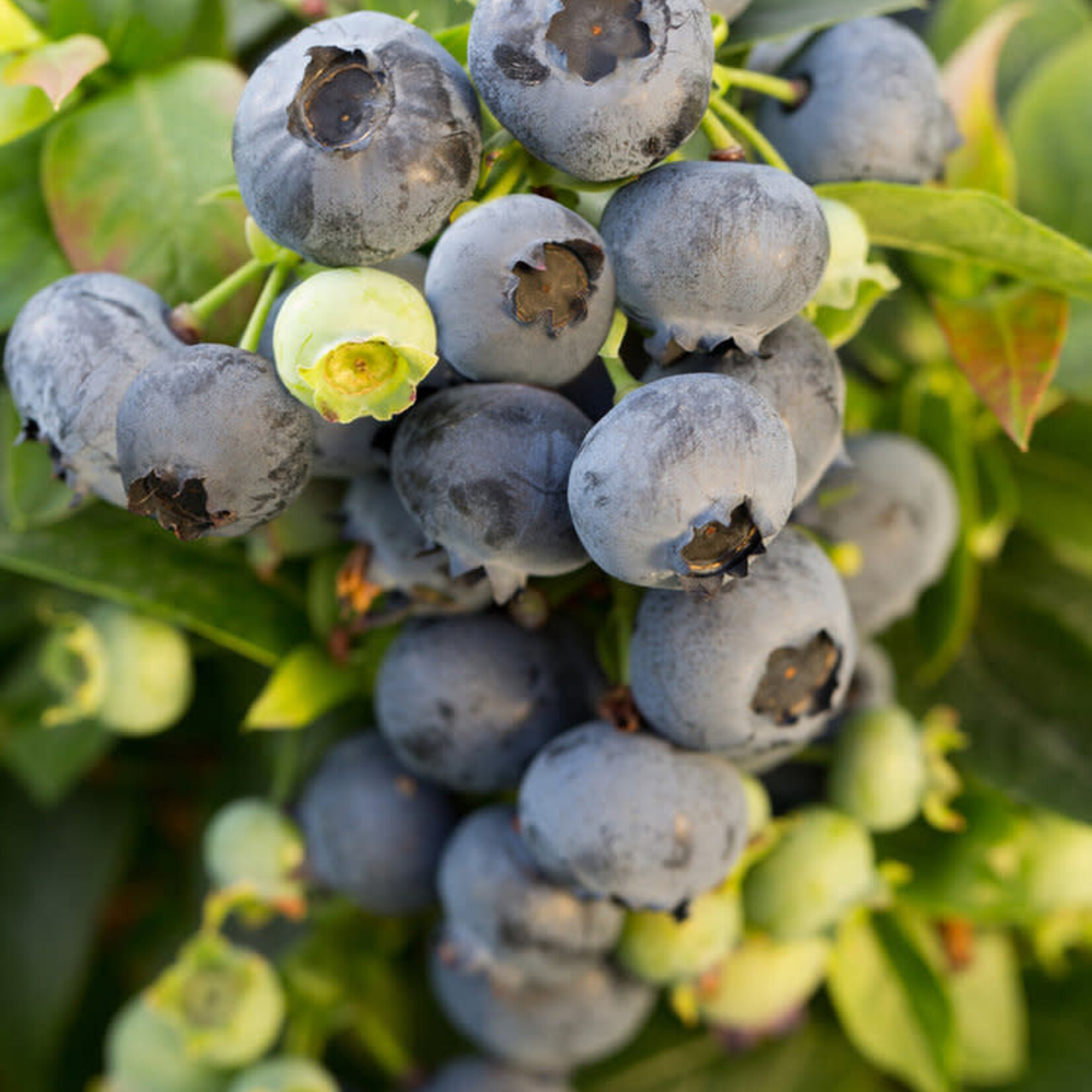 Vaccinium Bushel and Berry Jelly Bean blueberry