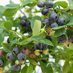 Vaccinium Bushel and Berry ' Sapphire Cascade' blueberry bush 1G