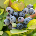 Vaccinium Bushel and Berry Peach Sorbet  Blueberry