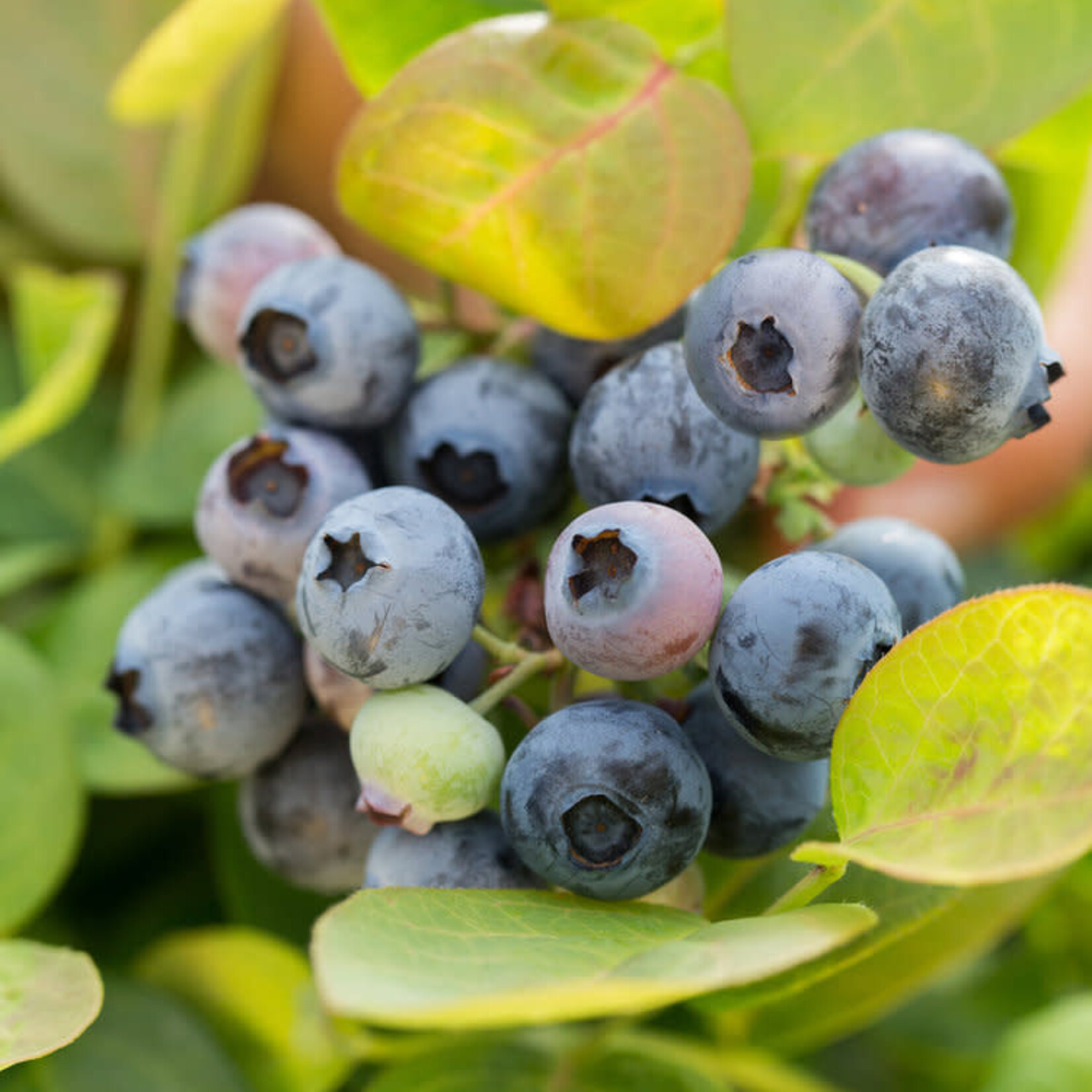 Vaccinium Bushel and Berry Peach Sorbet  Blueberry