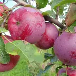 Malus domestica Empire Apple