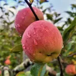 Malus domestica Fuji Apple