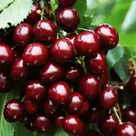 Prunus avium Stella  Heidelfingen Cerry Tree