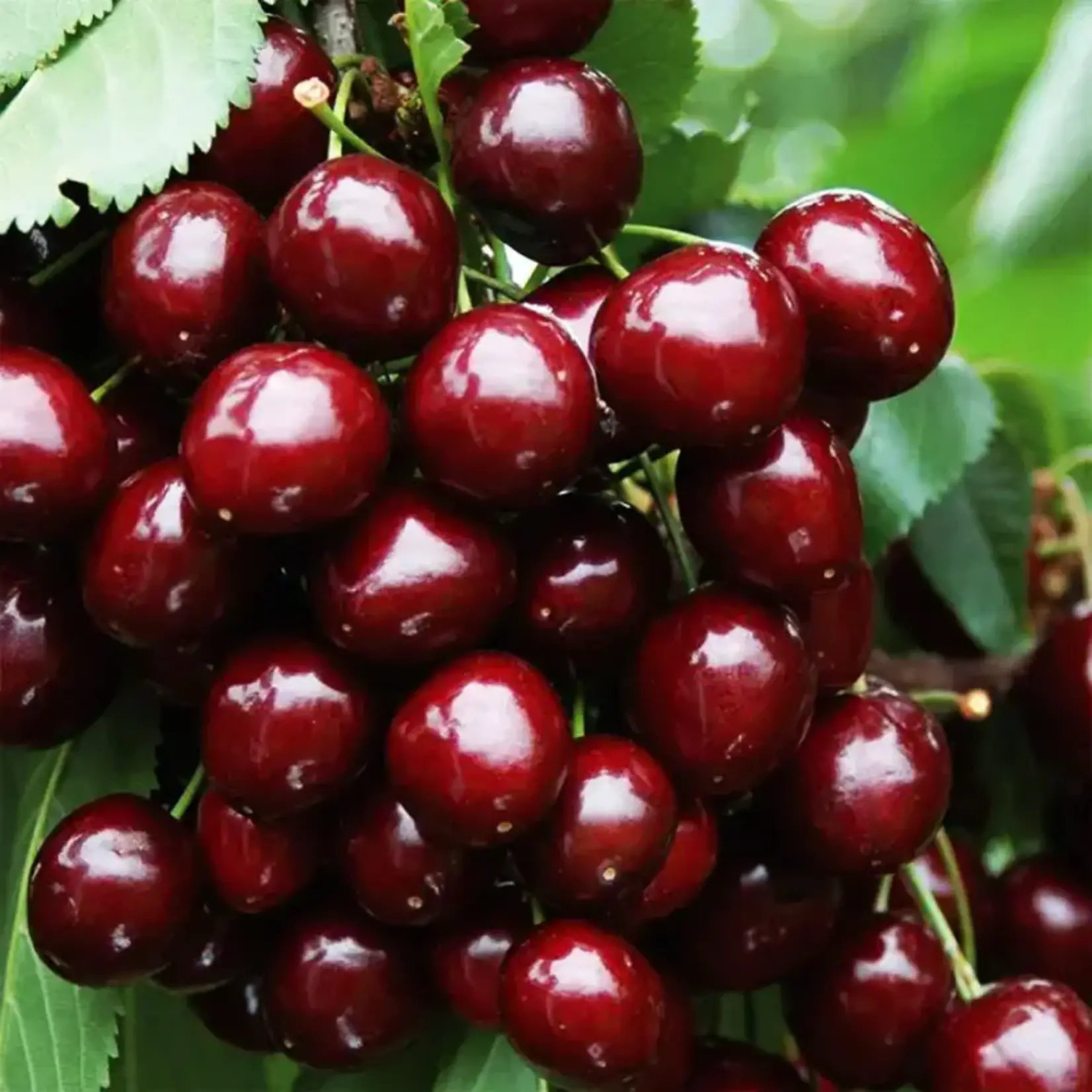 Prunus avium Stella  Heidelfingen Cerry Tree
