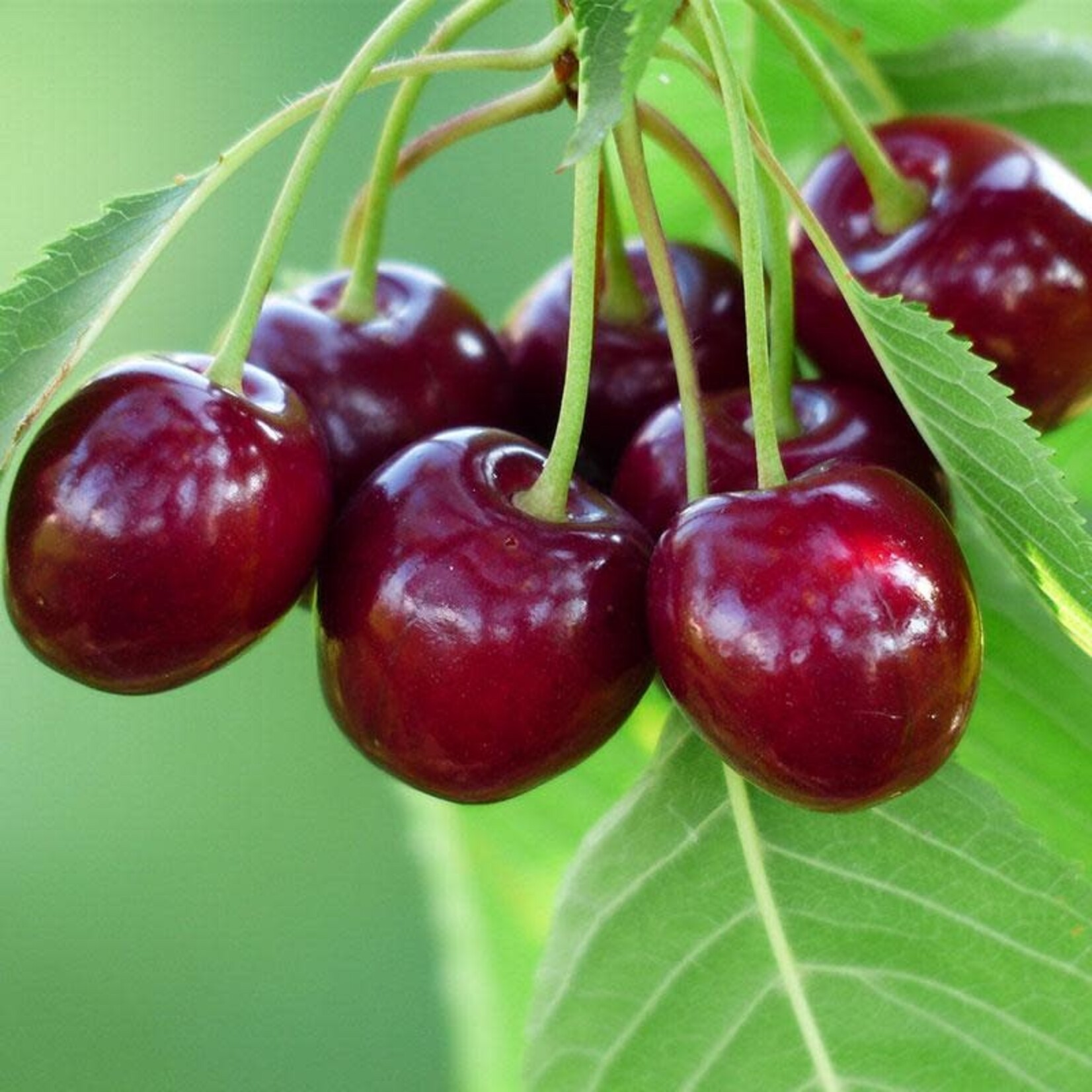 Prunus avium Bing Cherry Tree