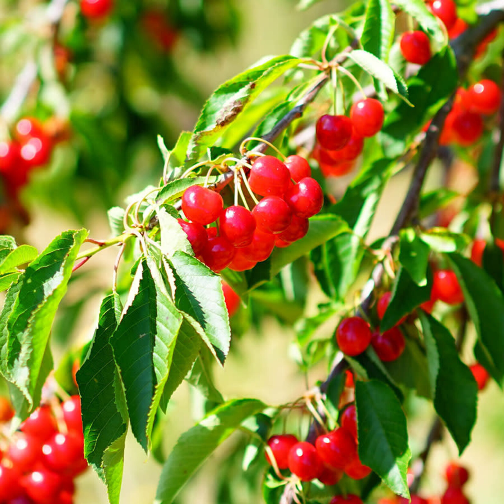 Prunus cerasus Montmorency Cerry Tree