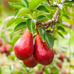Pyrus communis Red Bartlett Pear  5Gal.