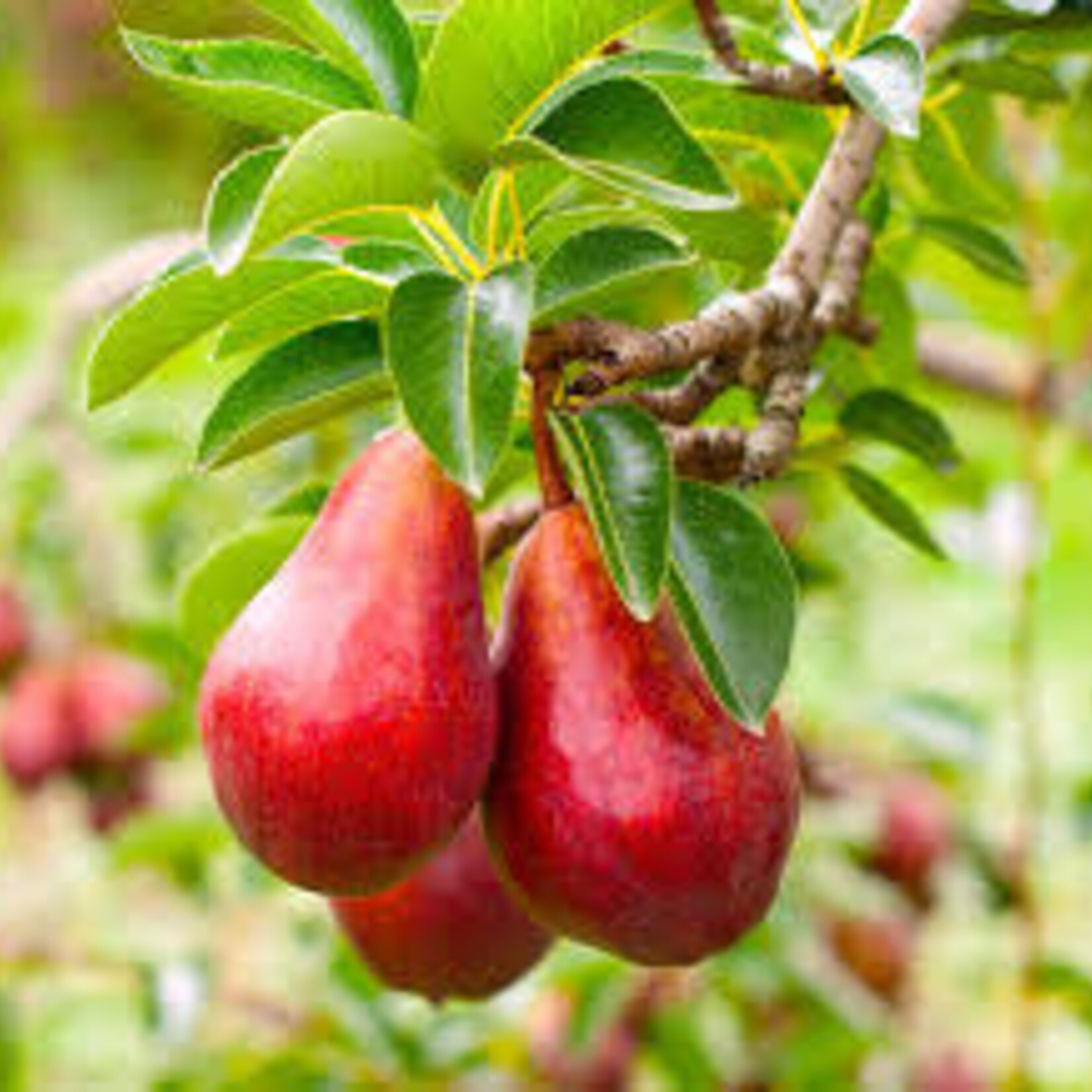 Pyrus communis Red Bartlett Pear  5Gal.