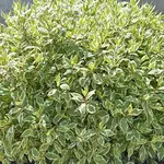 Ivory Halo Dogwood 2G