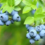 Vaccinium corymbosum Patriot Blueberry