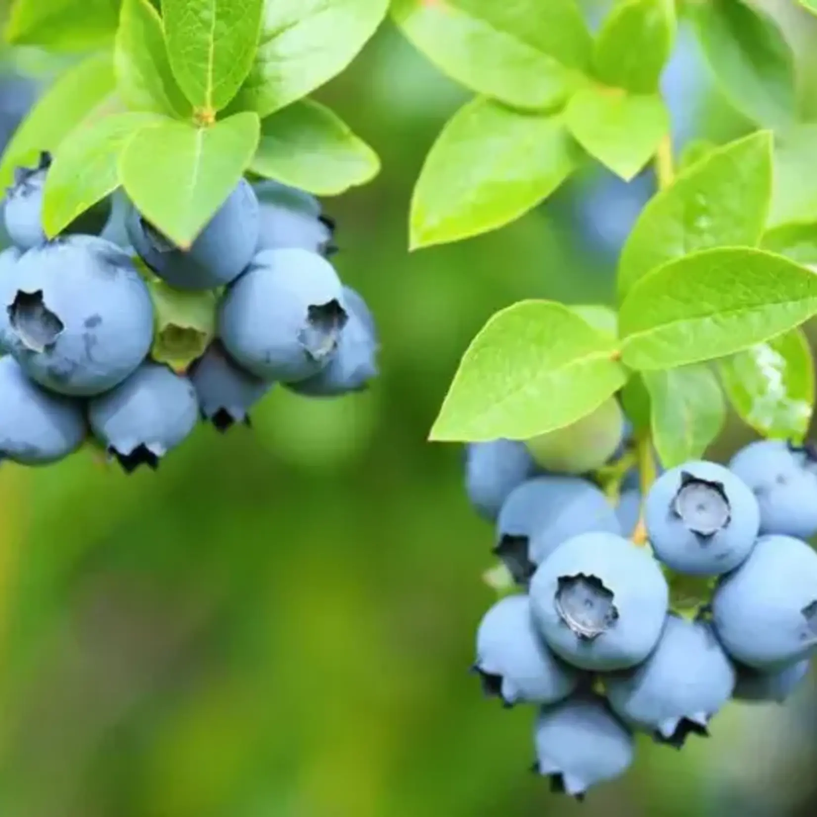 Vaccinium corymbosum Patriot Blueberry