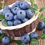 Vaccinium corymbosum Northland  Blueberry