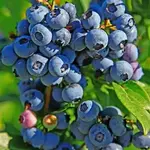 Vaccinium corymbosum Duke  Blueberry