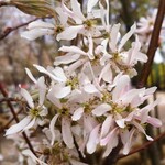 Robin Hill Serviceberry / Amelanchier x grandiflora 15G