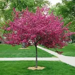 Malus  Royal Raindrops Crabapple
