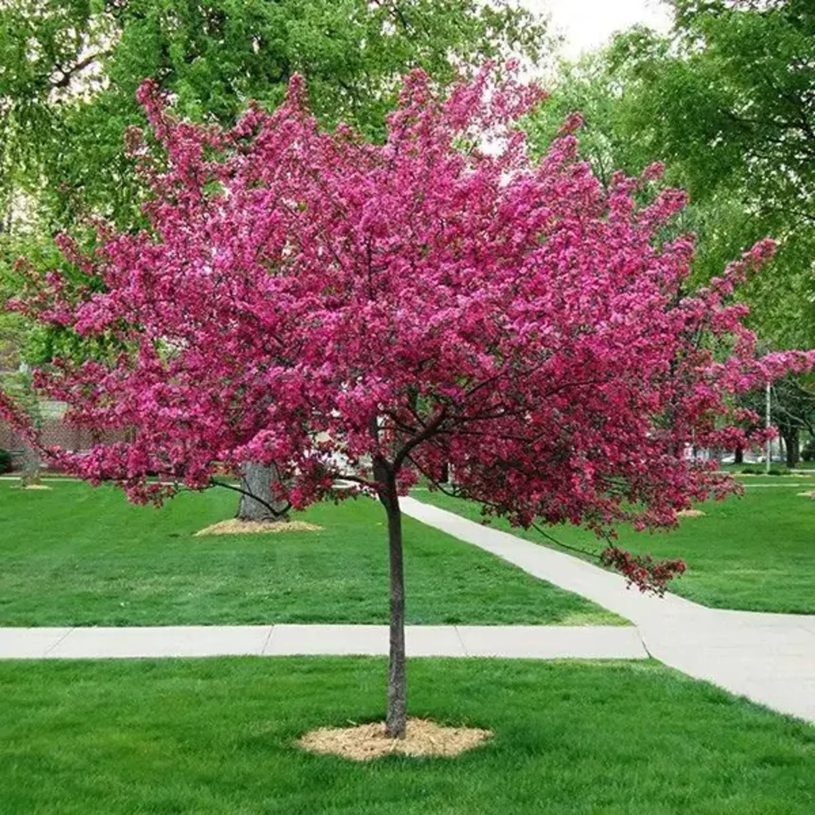 Malus  Royal Raindrops Crabapple
