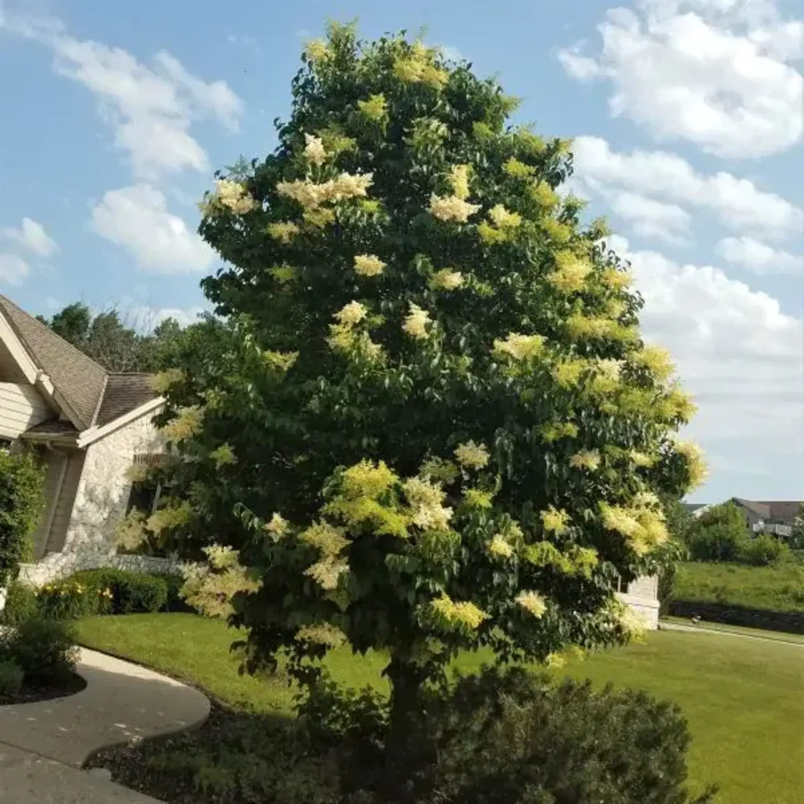 Syringa reticulata Ivory Silk 15