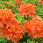 Azalea exbury Mandarin Lights  2G