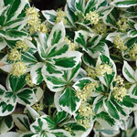 Euonymus fortunei Emerald Gaiety Std 7G