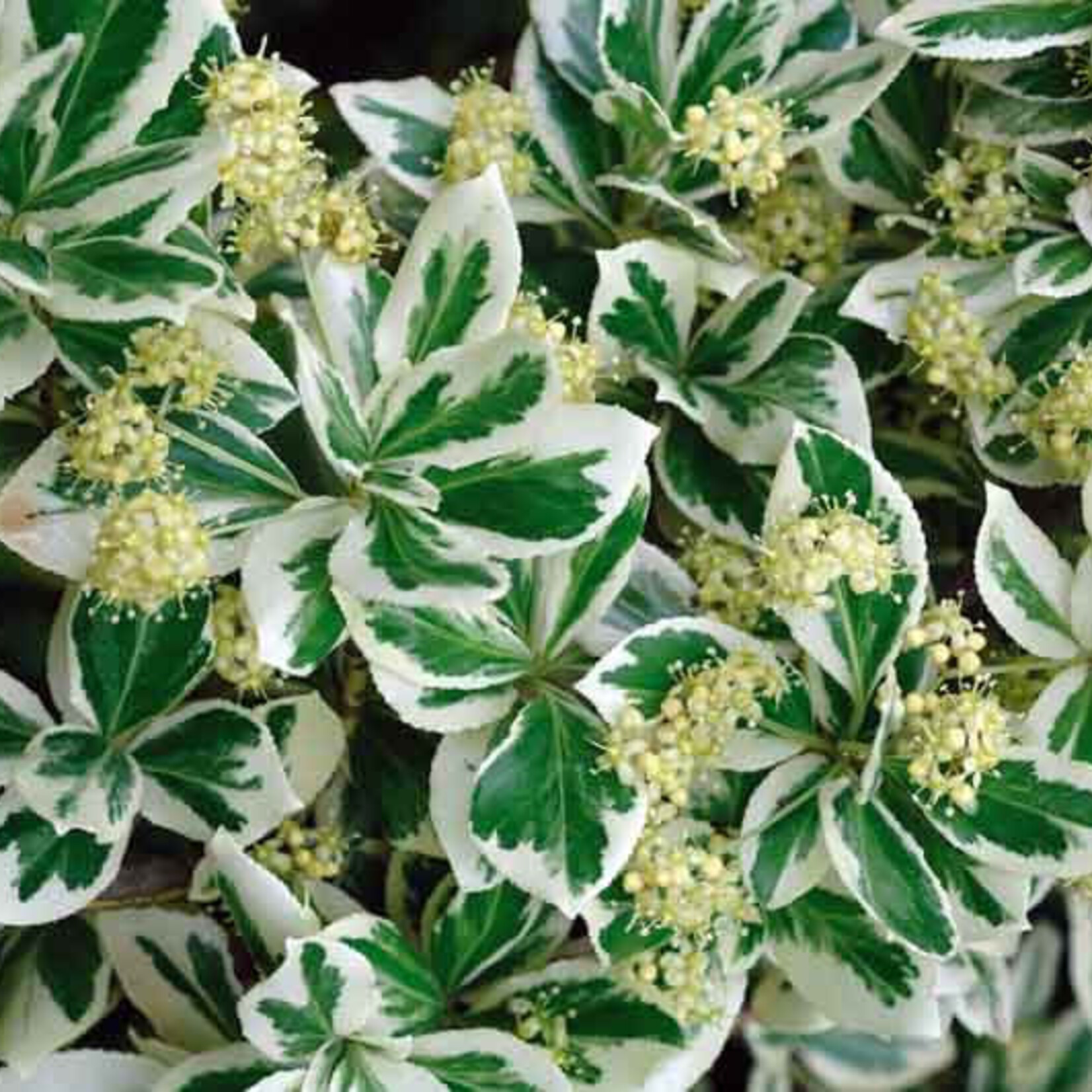 Euonymus fortunei Emerald Gaiety Std 7G