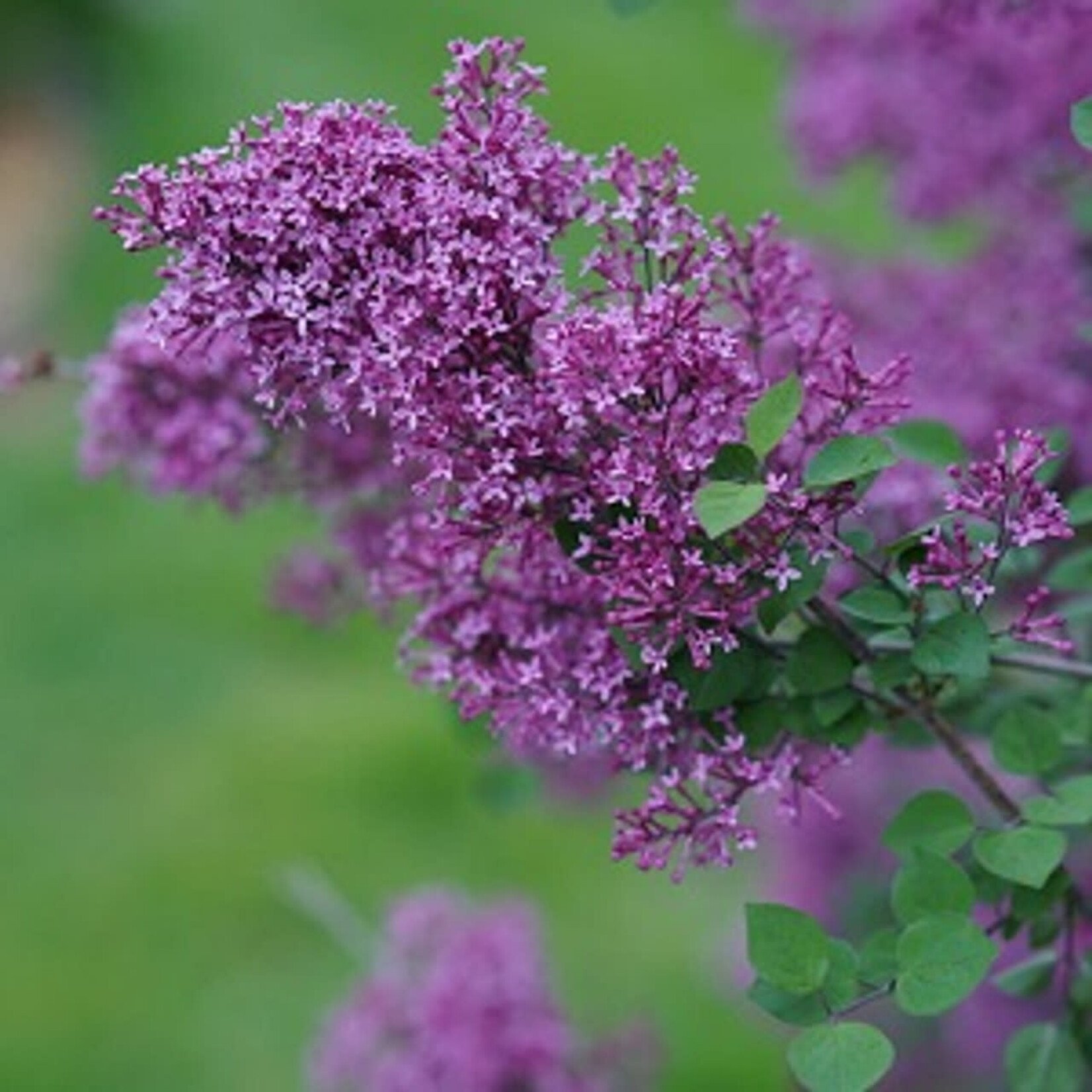 Syringa Bloomerang PW Dark Purple Lilac Std 7G