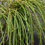 Cedar Whipcord / Thuja plicata  2G