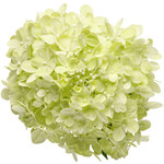 Hydrangea Littlelime  Std.  7G PW