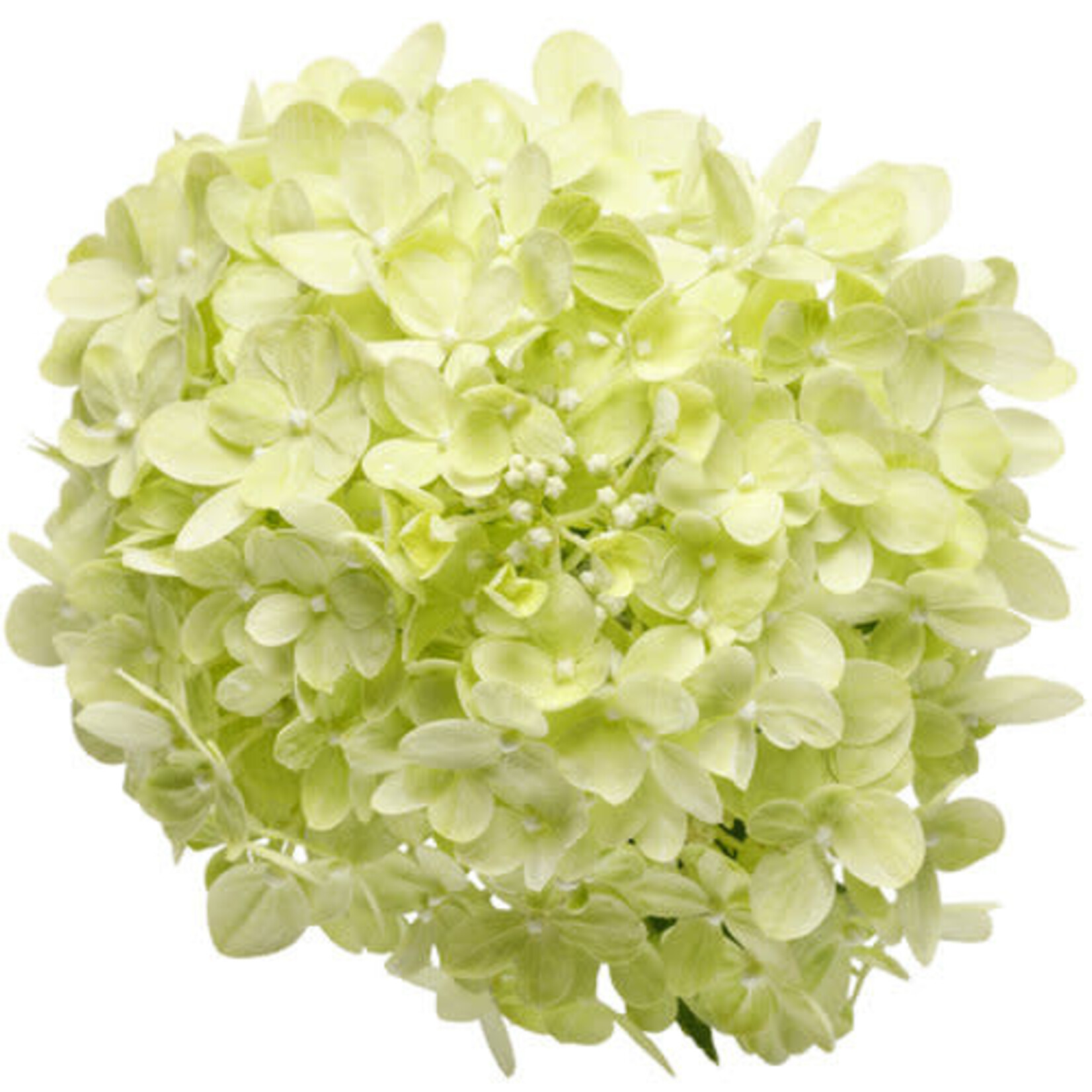 Hydrangea Littlelime Std. 7G PW