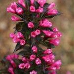 Weigela florida Spilled Wine  PW  Gal.