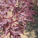 Acer palmatum dissectum/Red Dragon Cutleaf Weeping Japanese Maple 5Gal.