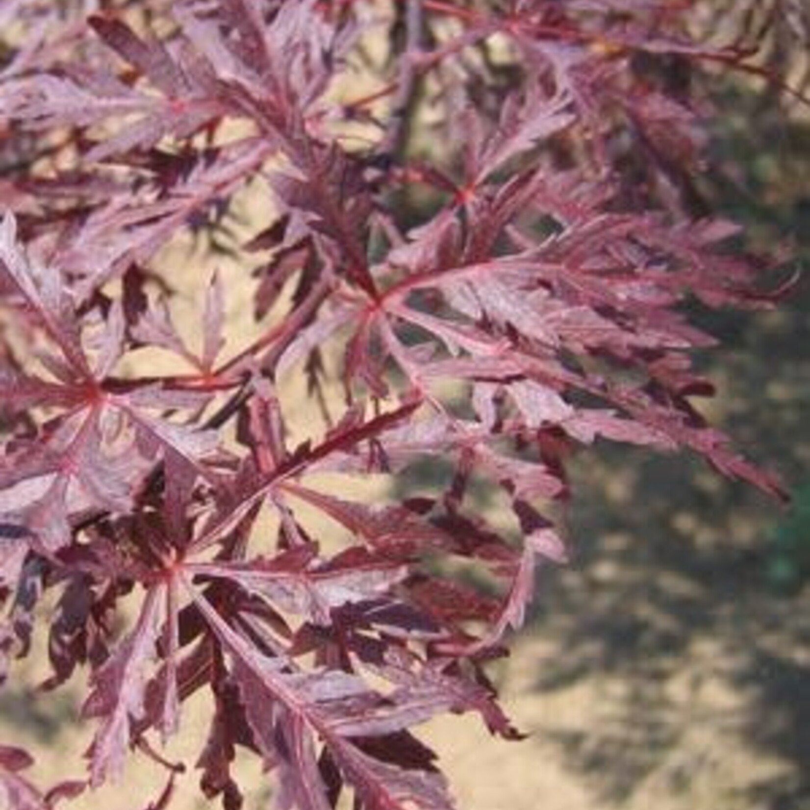 Acer palmatum dissectum/Red Dragon Cutleaf Weeping Japanese Maple 5Gal.