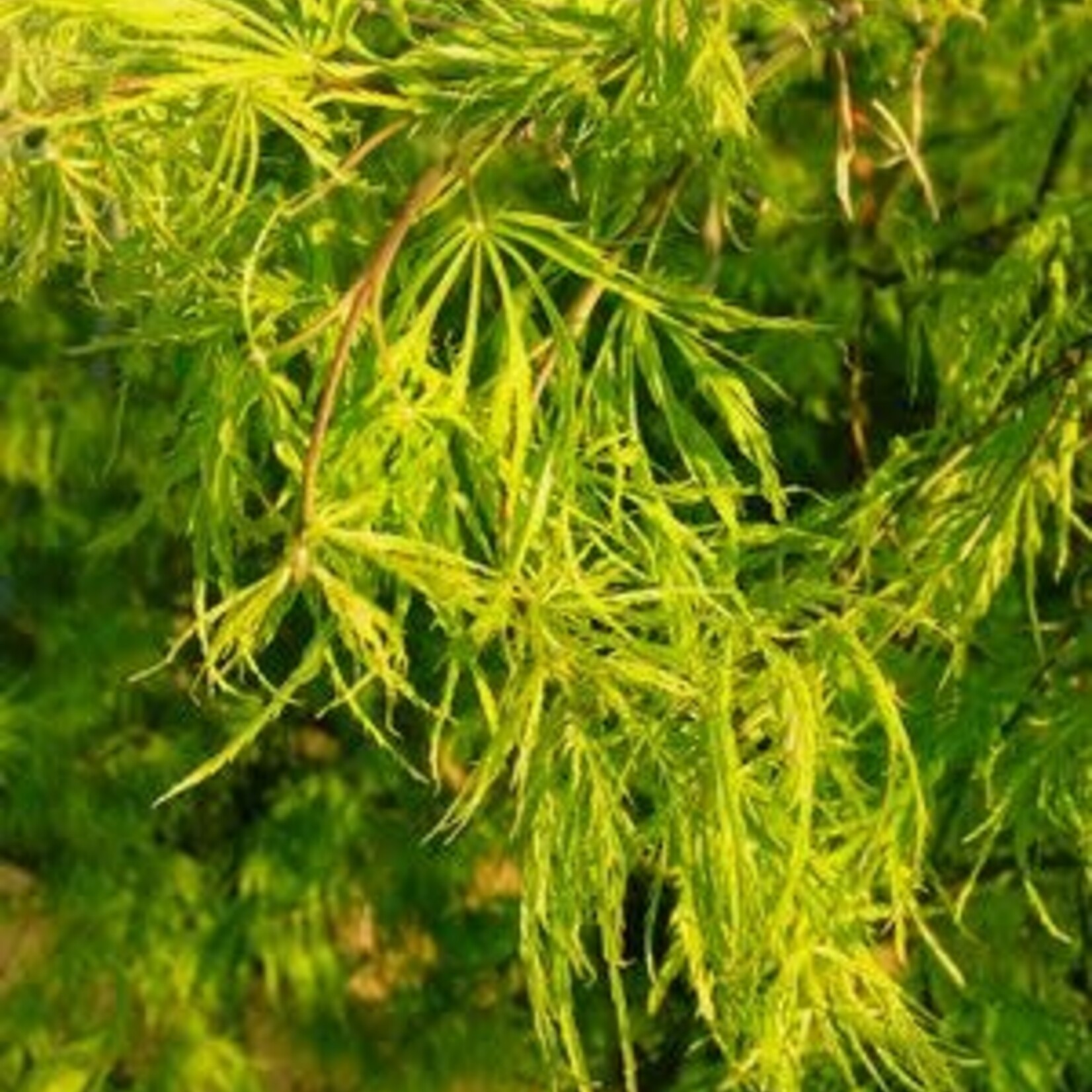 Japanese Maple Cutleaf Green 5G