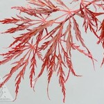 Acer palmatum dissectum /Crimson Queen Cutleaf weeping Japanese Maple 5G
