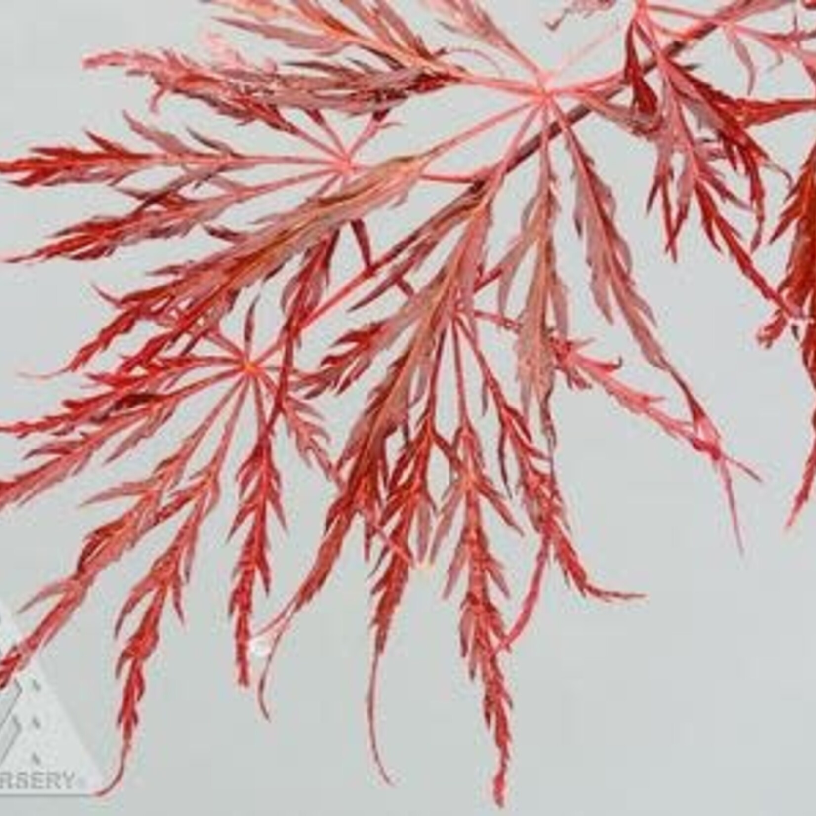 Acer palmatum dissectum /Crimson Queen Cutleaf weeping Japanese Maple 5G